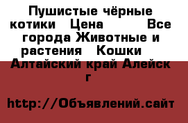 Пушистые чёрные котики › Цена ­ 100 - Все города Животные и растения » Кошки   . Алтайский край,Алейск г.